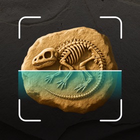 Fossil Identifier Artifact ID