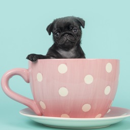 Fonds d'écran chiot mignon HD