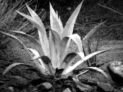 Dramatic Black & White screenshot 17