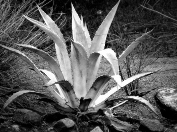 Dramatic Black & White iPad screenshot