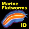 Marine Flatworms ID icon
