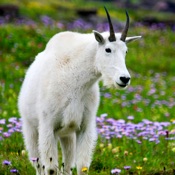 Glacier Wildflower Search