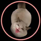 CattGPT - App-Symbol