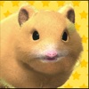 Play with your hamster icon