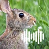 Hunting Calls: Rabbit & Hare icon