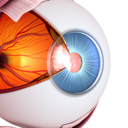 視力訓練、眼球運動、眼保健操-Vision Workout