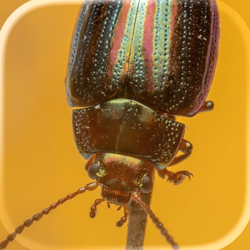 Insect Identifier — AI Bug ID