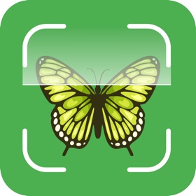 Butterfly Identifier