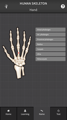 Human Skeleton: Beginner Bones screenshot 3