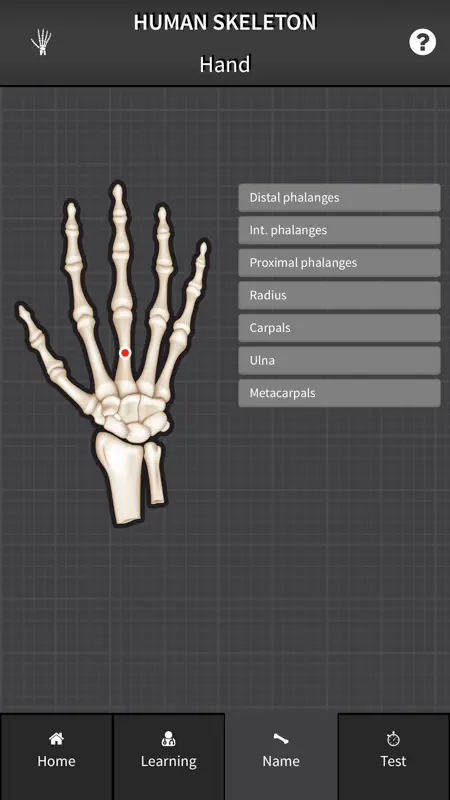 Human Skeleton: Beginner Bones screenshot 3 of 5