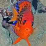 Tahiti Fish ID App Alternatives