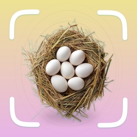 AI Bird Egg Identifier
