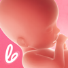 Pregnancy Tracker - Lifeing - LIFEING LTD
