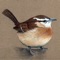 eBird Alert