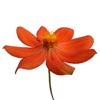 Northwest Mexico Wildflowers icon