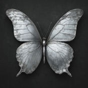 Puzzleptera