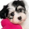 Cutest Dogs & Puppy Puzzles - is a New Classical Jigsaw Puzzle solving game for your iPhone, iPad and iPod touch devices