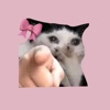 Cute Cat Meme 4 icon