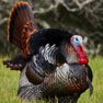 Get Turkey Hunting Calls App for iOS, iPhone, iPad Aso Report