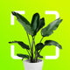 Plant Identifier: Snap scanner