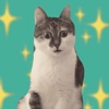 Cute Cat Meme 5 icon
