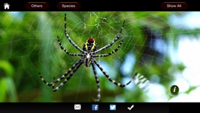 Spiders eGuide screenshot