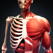 Human Anatomy Atlas: Skull 3D