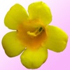 South Carolina Wildflowers icon