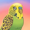 Bird Kind icon