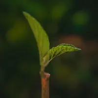 Make Photos Clear - Colorize