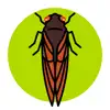 Cicada Safari App Delete