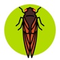 Cicada Safari app download