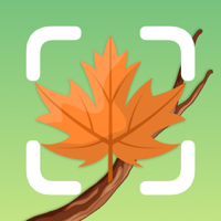 Tree Identifier - Wood  Leaf