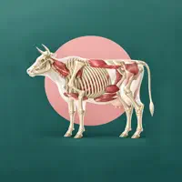 BeefCuts3D - Steak Guide