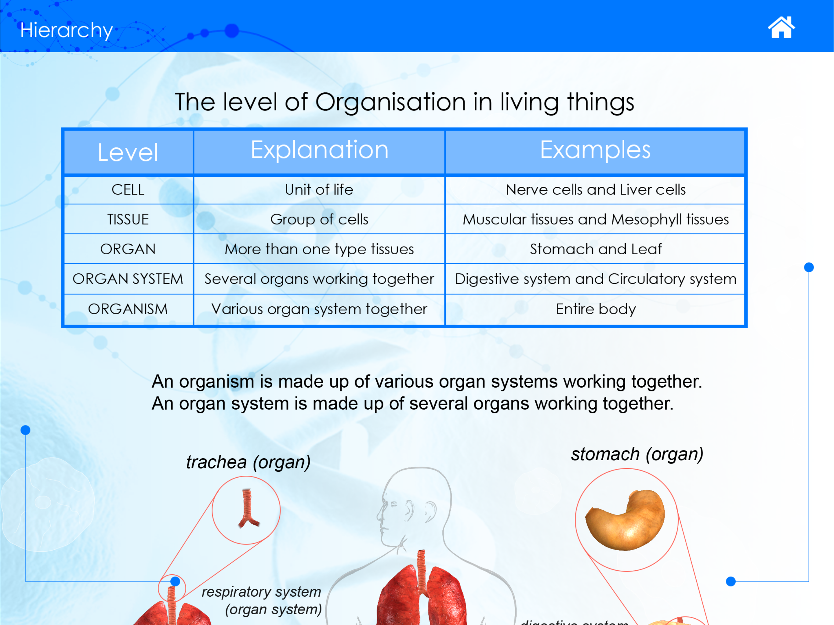 The Living Cell screenshot 5