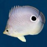 Get Easy Fish ID Caribbean for iOS, iPhone, iPad Aso Report
