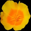 Central California Wildflowers icon