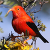 Bird ID Hawaii - John P. Hoover