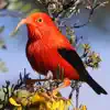 Bird ID Hawaii App Positive Reviews