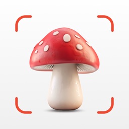Identification Champignon