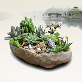 لقطات (3) 园艺百科 - 庭院植物、室内盆景养花知识大全