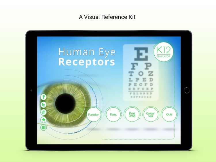 Human Eye Receptors
