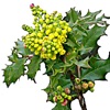 Oregon Wildflower Search icon