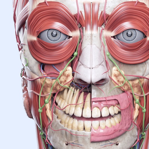 VOKA: 3D Anatomy & Physiology