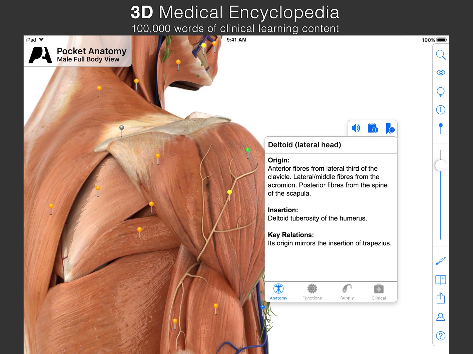 Pocket Anatomy ipad screenshot 3