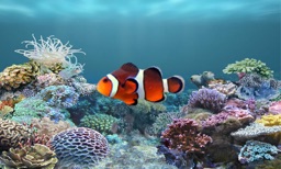 aniPet Aquarium