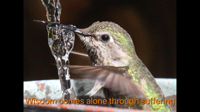Hummingbird Moments screenshot 5