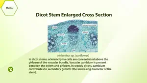 Plant Histology HD screenshot 3