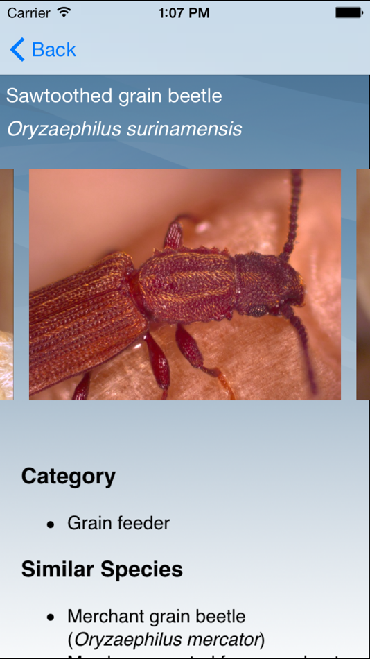 #3. Insects in Stored Grain (iOS) Podle: University of Manitoba
