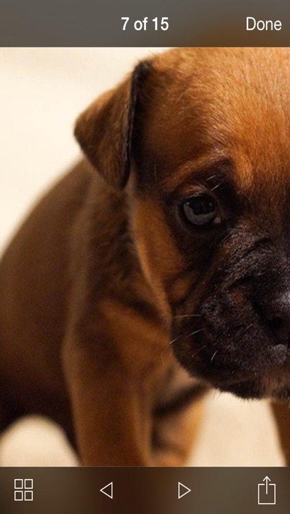 99 Wallpaper.s - Beautiful Backgrounds and Pictures of Dogs and Puppies screenshot-3